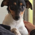 Bodeguero Mischling Aponi, 10/2024, ca. 37 cm