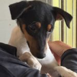 Bodeguero Mischling Aponi, 10/2024, ca. 37 cm