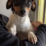 Bodeguero Mischling Aponi, 10/2024, ca. 37 cm