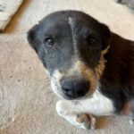 Mischling Bonny, 10/2015, ca. 50 cm