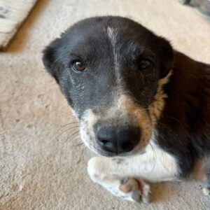 Mischling Bonny, 10/2015, ca. 50 cm