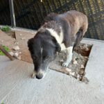 Mischling Bonny, 10/2015, ca. 50 cm