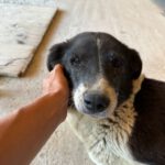 Mischling Bonny, 10/2015, ca. 50 cm