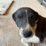 Mischling Bonny, 10/2015, ca. 50 cm