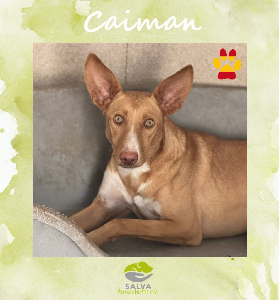 Angsthund Caiman - SALVA Motto im Oktober: Die unsichtbaren Hunde