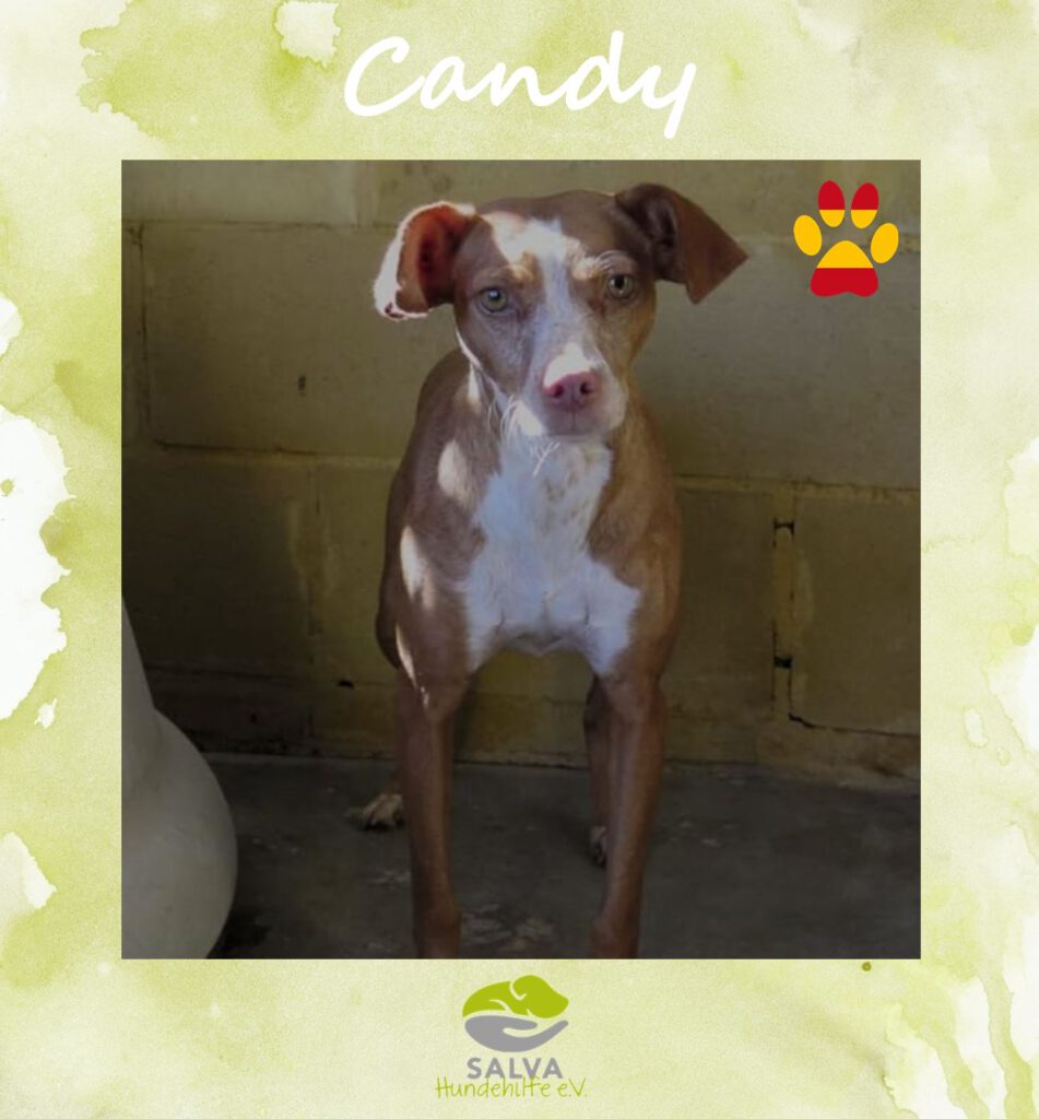 Angsthund Candy - SALVA Motto im Oktober: Die unsichtbaren Hunde