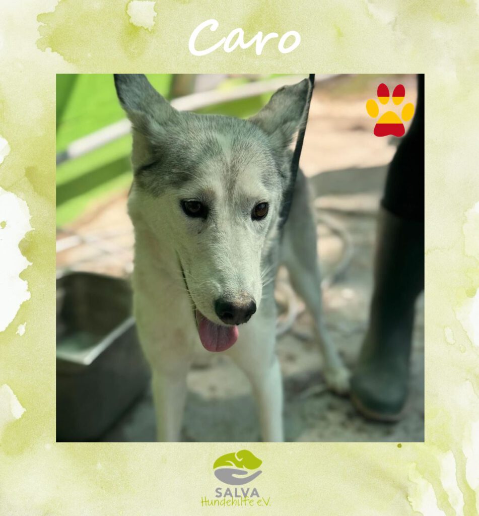 Angsthund Caro - SALVA Motto im Oktober: Die unsichtbaren Hunde