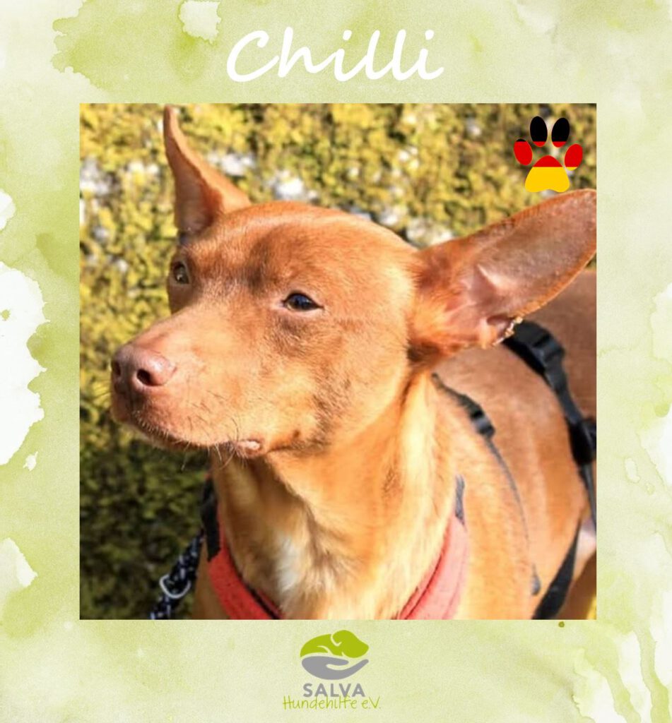 Angsthund Chilli - SALVA Motto im Oktober: Die unsichtbaren Hunde