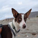 Podenco Elise, 10/2024, ca. 40 cm