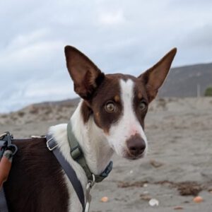 Podenco Elise, 10/2024, ca. 40 cm