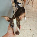 Podenco Elise, 10/2024, ca. 40 cm