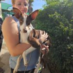 Podenco Elise, 10/2024, ca. 40 cm