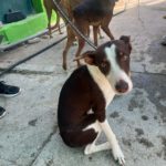 Podenco Elise, 10/2024, ca. 40 cm