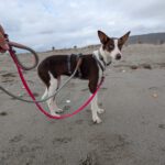 Podenco Elise, 10/2024, ca. 40 cm