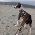 Podenco Elise, 10/2024, ca. 40 cm