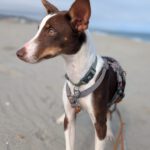 Podenco Elise, 10/2024, ca. 40 cm