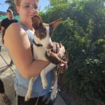 Podenco Elise, 10/2024, ca. 40 cm