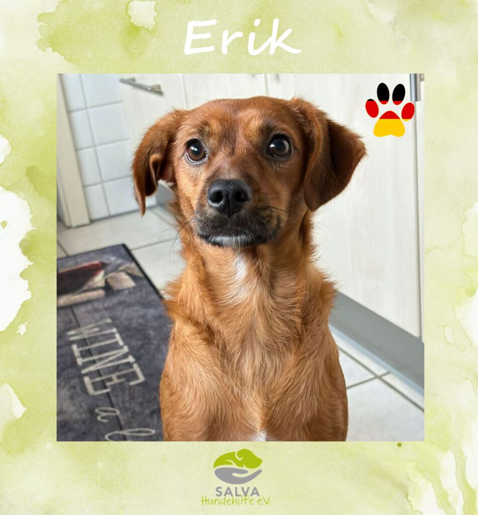 Angsthund Erik - SALVA Motto im Oktober: Die unsichtbaren Hunde