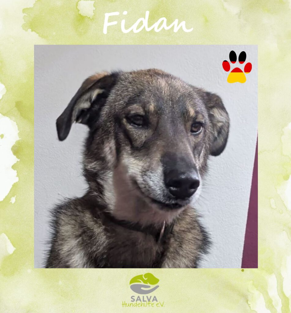 Angsthund Fidan - SALVA Motto im Oktober: Die unsichtbaren Hunde