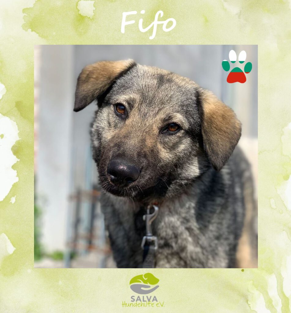 Angsthund Fifo - SALVA Motto im Oktober: Die unsichtbaren Hunde