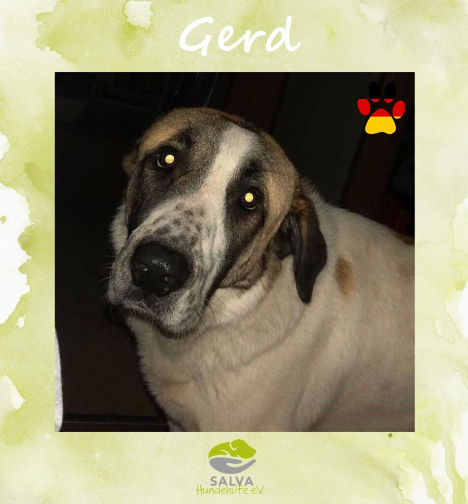 Angsthund Gerd - SALVA Motto im Oktober: Die unsichtbaren Hunde