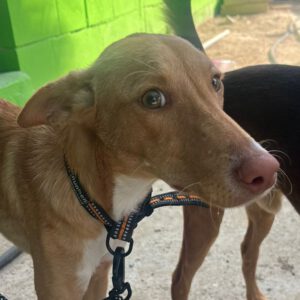Podenco Gretchen, 10/2024, ca. 40 cm