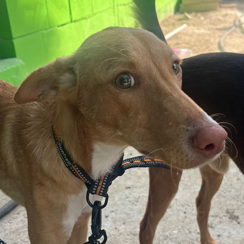 Podenco Gretchen, 10/2024, ca. 40 cm