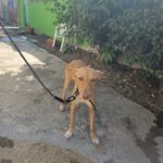 Podenco Gretchen, 10/2024, ca. 40 cm