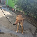 Podenco Gretchen, 10/2024, ca. 40 cm