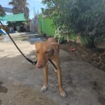 Podenco Gretchen, 10/2024, ca. 40 cm