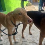 Podenco Gretchen, 10/2024, ca. 40 cm