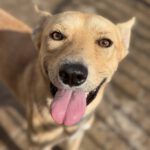 Podenco Mischling Guindilla, 03/2019, ca. 45 cm