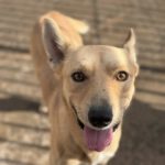 Podenco Mischling Guindilla, 03/2019, ca. 45 cm