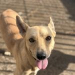 Podenco Mischling Guindilla, 03/2019, ca. 45 cm