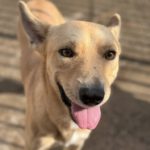 Podenco Mischling Guindilla, 03/2019, ca. 45 cm