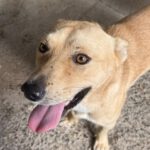 Podenco Mischling Guindilla, 03/2019, ca. 45 cm