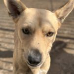 Podenco Mischling Guindilla, 03/2019, ca. 45 cm