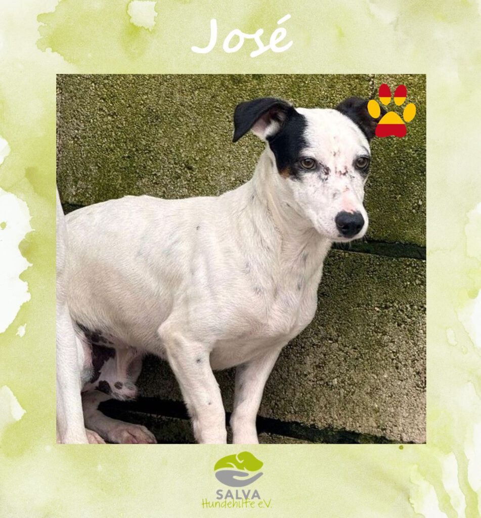 Angsthund Jose - SALVA Motto im Oktober: Die unsichtbaren Hunde