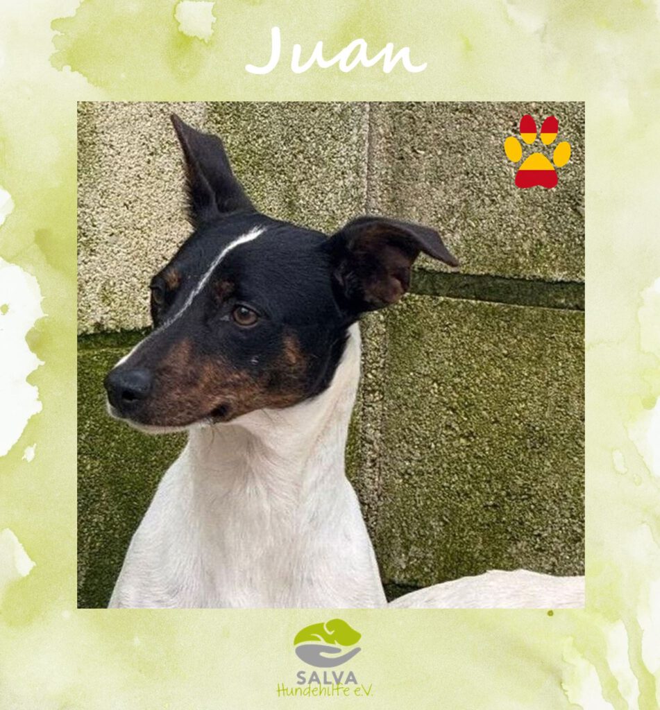 Angsthund Juan - SALVA Motto im Oktober: Die unsichtbaren Hunde