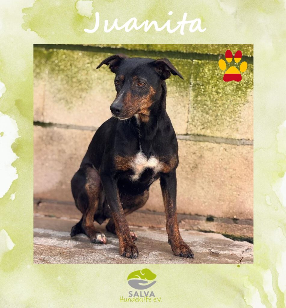 Angsthund Juanita - SALVA Motto im Oktober: Die unsichtbaren Hunde