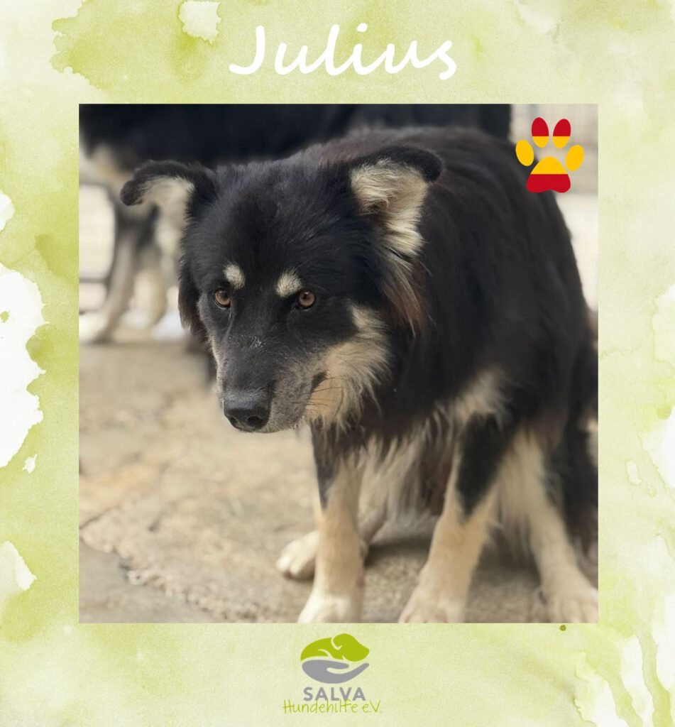 Angsthund Julius - SALVA Motto im Oktober: Die unsichtbaren Hunde