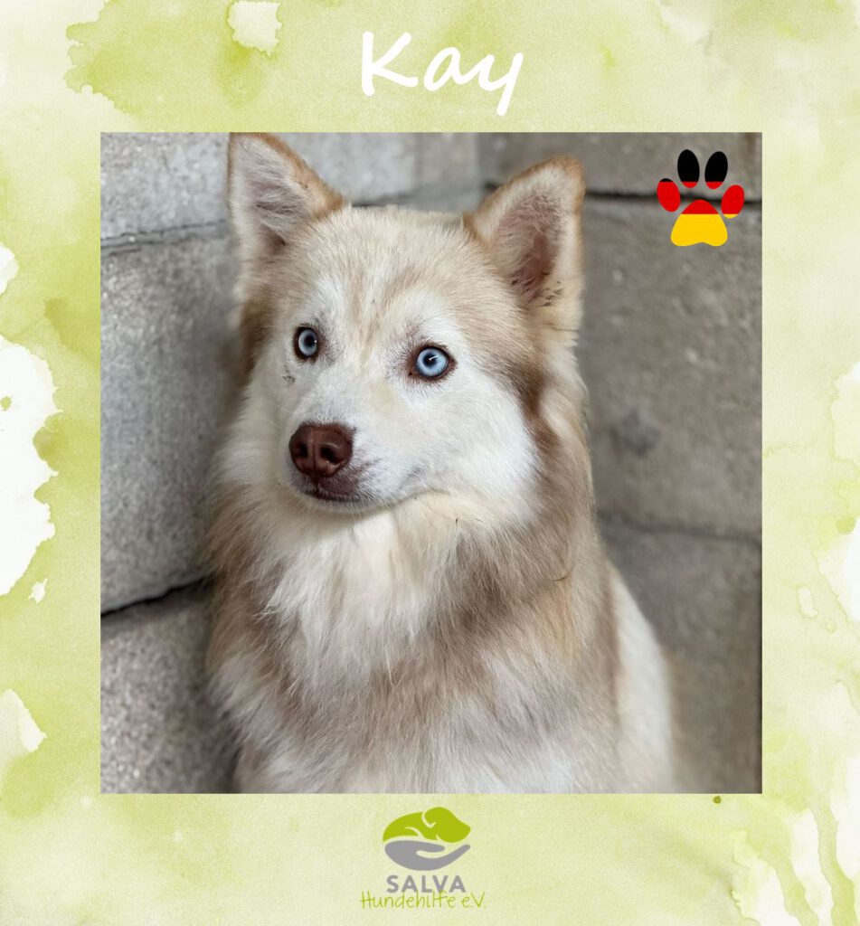 Angsthund Kay - SALVA Motto im Oktober: Die unsichtbaren Hunde