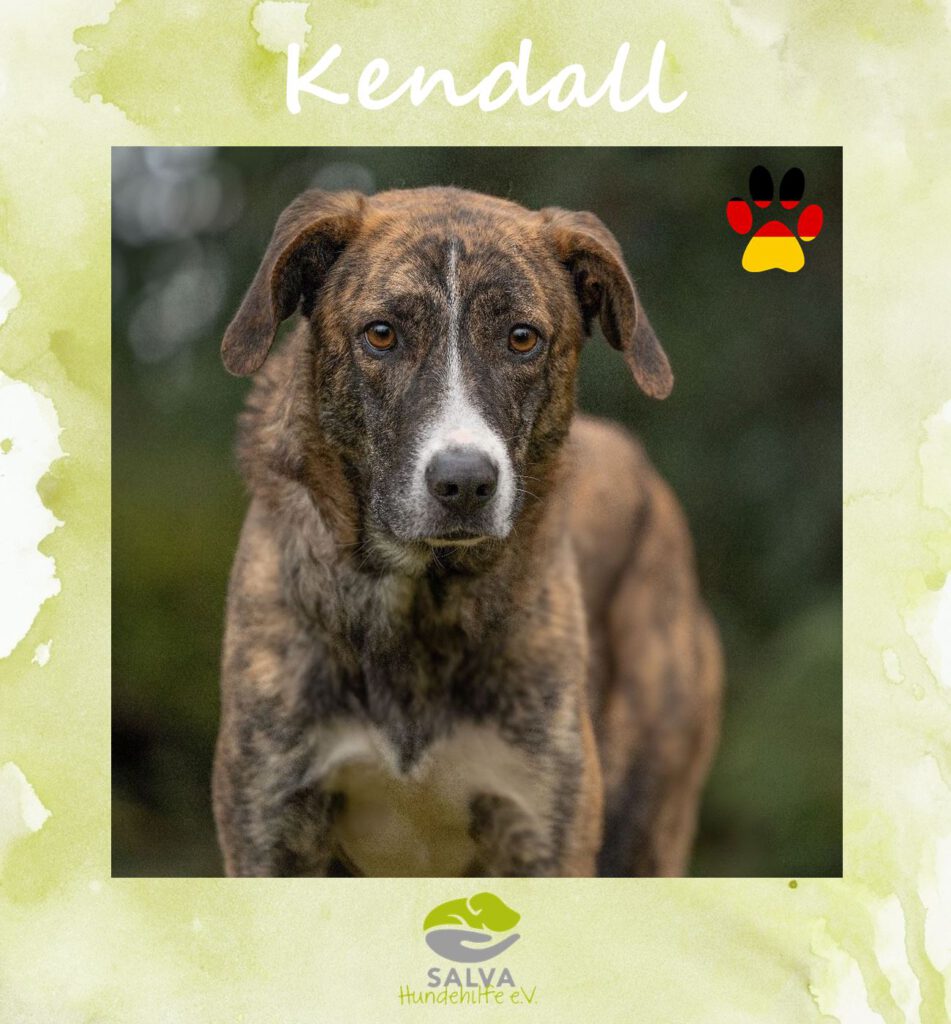 Angsthund Kendall - SALVA Motto im Oktober: Die unsichtbaren Hunde