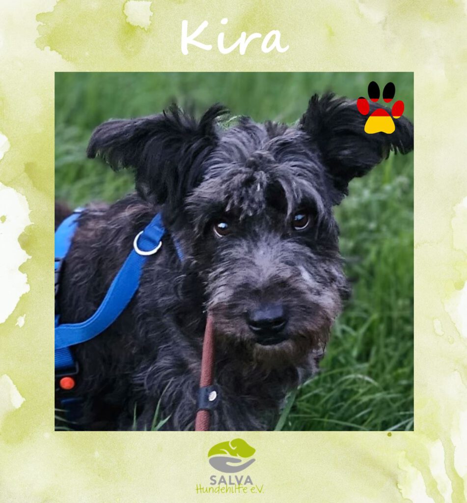 Angsthund Kira - SALVA Motto im Oktober: Die unsichtbaren Hunde