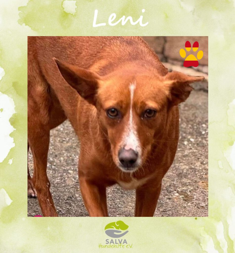 Angsthund Leni - SALVA Motto im Oktober: Die unsichtbaren Hunde