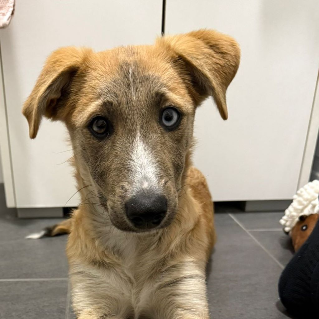 Mischling Livy, 05/2025, Endgröße ca. 45 cm, 36037 Fulda