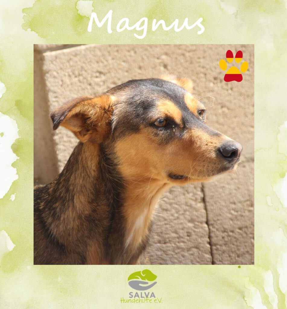 Angsthund Magnus - SALVA Motto im Oktober: Die unsichtbaren Hunde