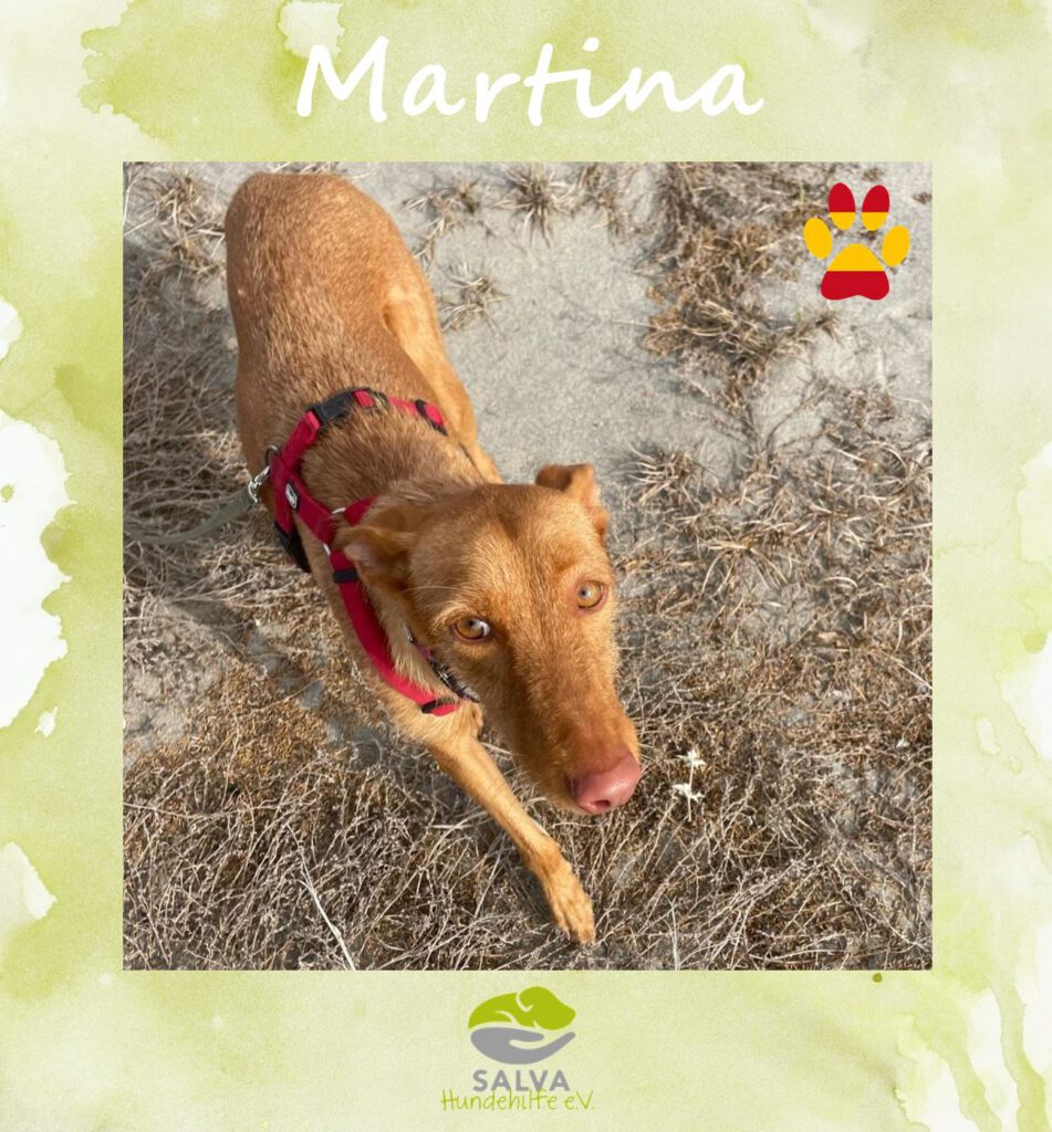 Angsthund Martina - SALVA Motto im Oktober: Die unsichtbaren Hunde