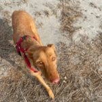Podenco Martina, 08/2023, ca.45 cm