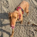 Podenco Martina, 08/2023, ca.45 cm